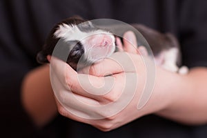 cute newborn puppy in hands