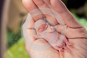 A cute newborn rat is sleeping peacefully on a man s hand. Protection and peace. The symbol