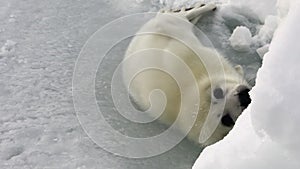 Cute newborn seal on ice of White Sea in Russia.