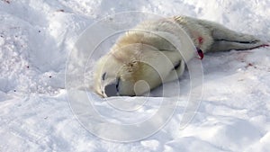 Cute Newborn Seal Pup On Ice Looking at the camera