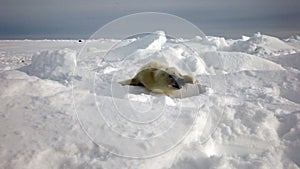 Cute Newborn Seal Pup On Ice Looking at the camera