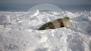 Cute Newborn Seal Pup On Ice Looking at the camera