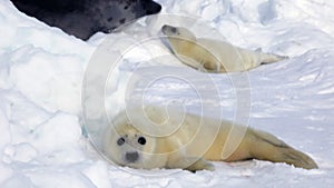 Cute Newborn Seal Pup On Ice In Search Of Mom
