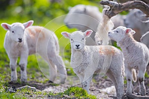 Cute newborn Spring lamb lambs on a farm