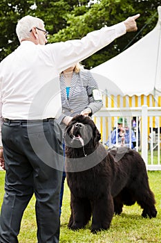 Cute Newfoundland dog slobbering.