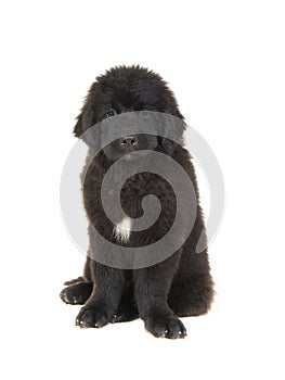 Cute newfoundland puppy dog