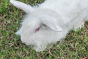 Cute Newzealand white rabbit, lion head rabbit on green grass photo