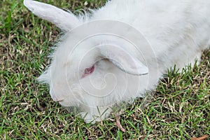 Cute Newzealand white rabbit, lion head rabbit on green grass