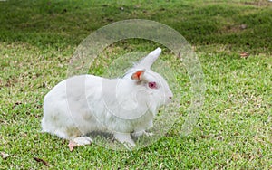 Cute Newzealand white rabbit, lion head rabbit on green grass photo