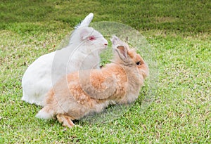 Cute Newzealand white rabbit, lion head rabbit on green grass photo