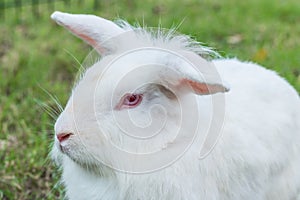 Cute Newzealand white rabbit, lion head rabbit on green grass photo