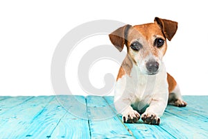 Cute nice dog lying on the blue surface