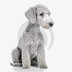 Cute nice white dog breed bedlington terrier isolated on white portrait close-up, beautiful pet,
