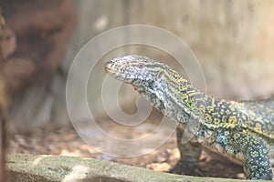 Cute Nile monitor (Varanus niloticus) is a large member of the monitor family (Varanidae) found throughout most of Sub-Saharan