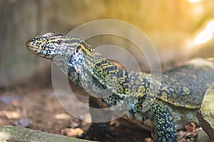 Cute Nile monitor (Varanus niloticus) is a large member of the monitor family (Varanidae) found throughout most of Sub-Saharan