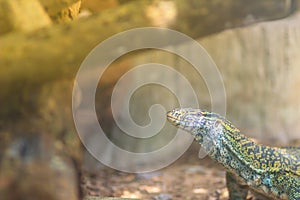 Cute Nile monitor (Varanus niloticus) is a large member of the monitor family (Varanidae) found throughout most of Sub-Saharan