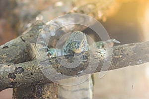 Cute Nile monitor (Varanus niloticus) is a large member of the monitor family (Varanidae) found throughout most of Sub-Saharan