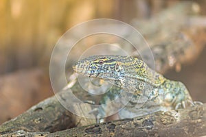 Cute Nile monitor (Varanus niloticus) is a large member of the monitor family (Varanidae) found throughout most of Sub-Saharan