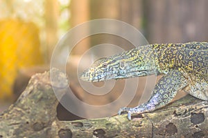 Cute Nile monitor (Varanus niloticus) is a large member of the monitor family (Varanidae) found throughout most of Sub-Saharan