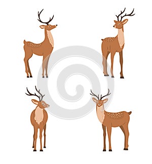 Cute noble sika deer. Set of reindeers with antlers in different poses isolated on white background. Ruminant mammal