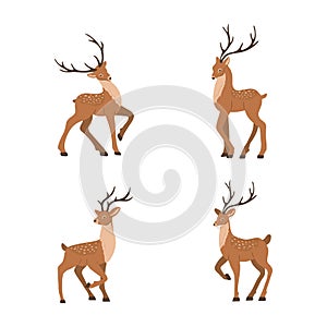 Cute noble sika deer. Set of reindeers with antlers in different poses isolated on white background. Ruminant mammal