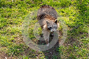 Cute North American raccoon photo