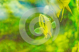 Cute Northeastern siamese tigerfish in aquarium. The Siamese tigerfish (Datnioides pulcher) is a critically endangered Asian fish