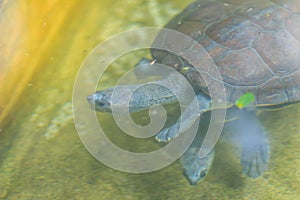 Cute northern river terrapin Batagur baska is a species of riverine turtle native to Southeast Asia