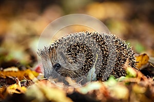 Cute Northern white-breasted hedgehog Erinaceus roumanicus in fallen leaves. Beautiful autumn light makes the atmosphere. Animal