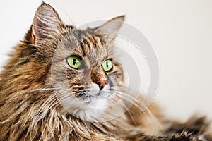 Cute Norwegian Forest cat sitting looking away