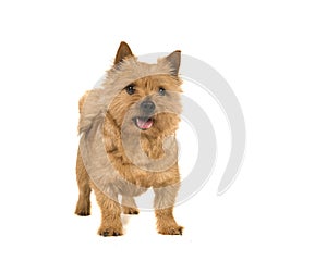 Cute norwich terrier dog standing with mouth open isolated on white background