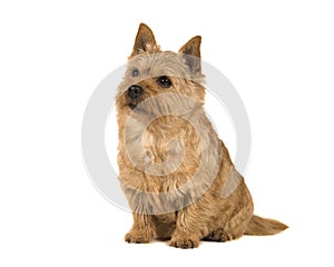 Cute norwich terrier sitting and looking up isolated on a white