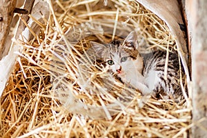 Cute nosy cat kitten, patched tabby and white fur, sitting among withered grass