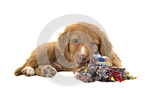 Cute nova scotia duck tolling retriever puppy lying down while chewing on a multicolored wove