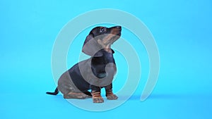 Cute obedient dachshund puppy enthusiastically obeys the sit command and patiently waits for reward for correctly