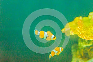 Cute ocellaris clownfish (Amphiprion ocellaris), also known as t
