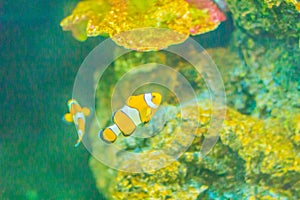 Cute ocellaris clownfish (Amphiprion ocellaris), also known as t