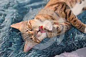 cute Ocicat cat lies on the sofa and licks its paw