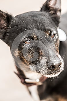 Cute old black dog on a beach in Scotland