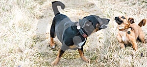 Cute old black dog and brown puppy playing on a grass - rescue dogs found a new home