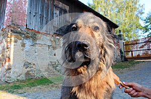 Cute old dog during the brushing