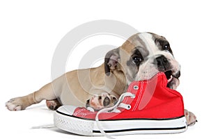 Cute old english bulldog dog lying in front of red shoes