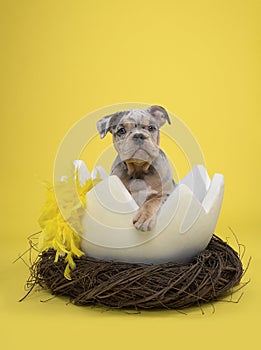 Cute old english bulldog puppy in a huge easter bird nest with yellow feathers on a yellow background