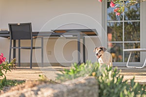 Cute old little Jack Russell Terrier dog is at home on the terrace. Doggy is 13 years old