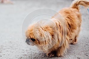 Cute old pekingese dog walking in green park at shelter. Adorable old and blind dog on a walk. Adoption concept. Save senior dogs