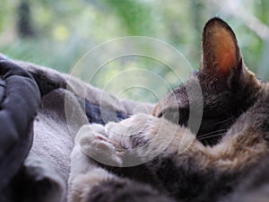 Cute old small mixed breed grey and yellow orange pastel fur colour cat portraits relaxing in a bedroom under window lighting