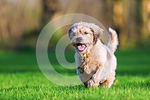 Cute older dog runs on the meadow