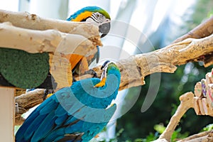 Cute one couple of blue and yellow Macaw Ara Ararauna in Konya Tropical Butterfly Garden.