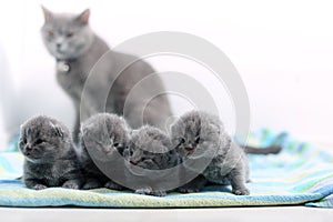 Cute one day old British Shorthair kitten