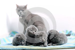 Cute one day old British Shorthair kitten